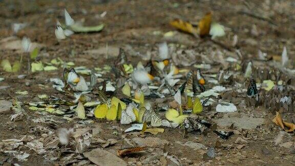 一群蝴蝶在地上吸食矿物