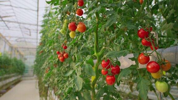 高科技温室里成熟的番茄