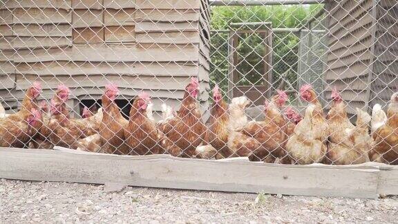 鸡舍里有许多等待喂食的小鸡