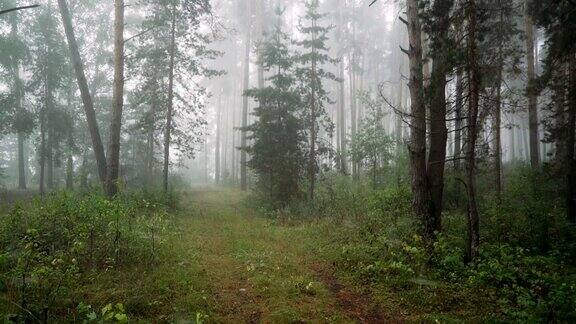 松林里雾蒙蒙的早晨