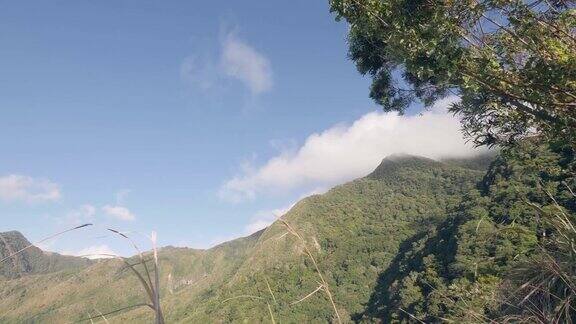 自然背景与山谷覆盖的绿色雨林在阳光明媚的一天