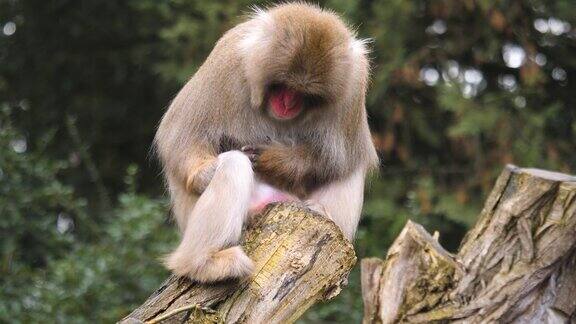 日本猕猴梳理