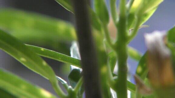 扫描一种植物的奇异绿叶