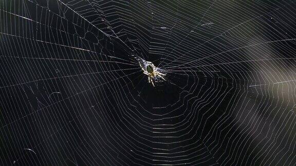 蛛网上的蜘蛛