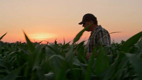 一位成熟的农民在夕阳下穿过田野