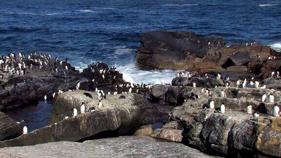 岩企鹅进出海洋的岩石海岸