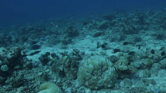 马尔代夫海底珊瑚礁中的鹦鹉鱼群
