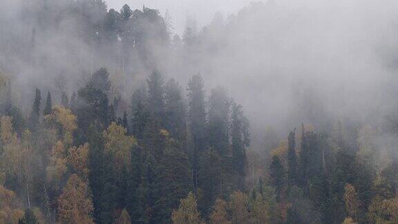 山林晨雾阿尔泰自然保护区