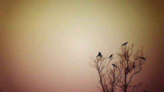 成群的鸟坐在树上