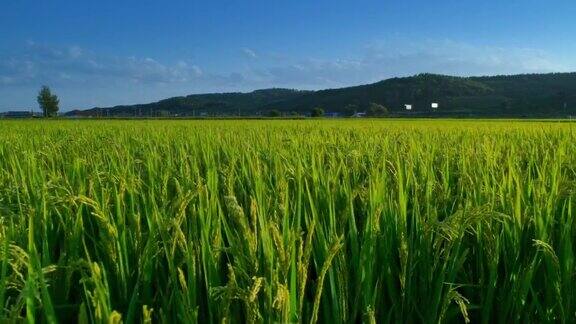 稻田接近农业领域