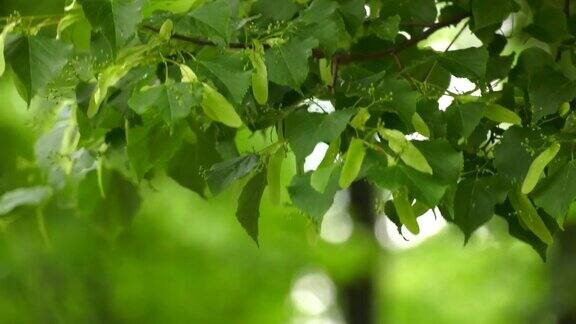 菩提树开花湿枝绿油油的菩提树叶子雨后的水滴森林或公园阴天Unblown椴树花椴树的芽和叶有用的药用植物