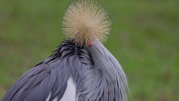 令人惊叹的美丽的灰冠鹤打扮的肖像