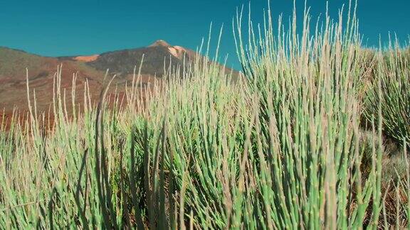 不寻常的沙漠绿色植物在风中摇摆背景是一座大山和泰德火山的顶峰