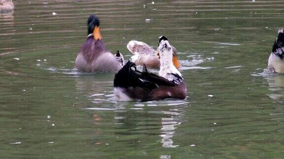 公鸭在一个凉爽的池塘里游泳让一只雌鸭受精