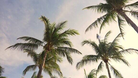 美国佛罗里达州西礁岛的棕榈树