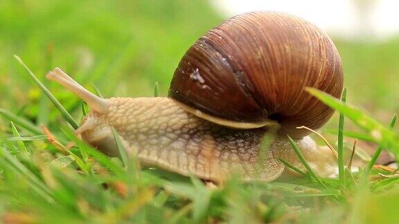 绿草中的勃艮第蜗牛