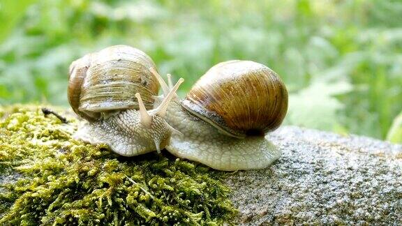 大自然中的蜗牛