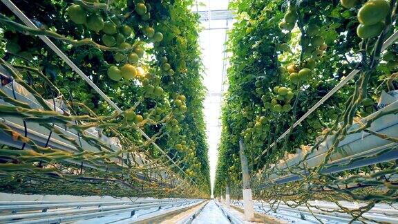 生长中的番茄的根和茎缠绕着温室设备靠近地面