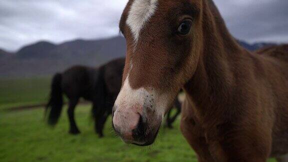 冰岛自然风景中的冰岛马