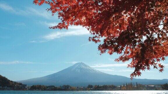 从日本川口町湖眺望富士山的红枫