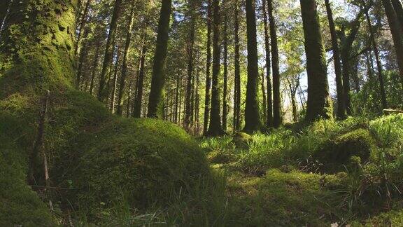 在森林中生长的树木和苔藓的摄影