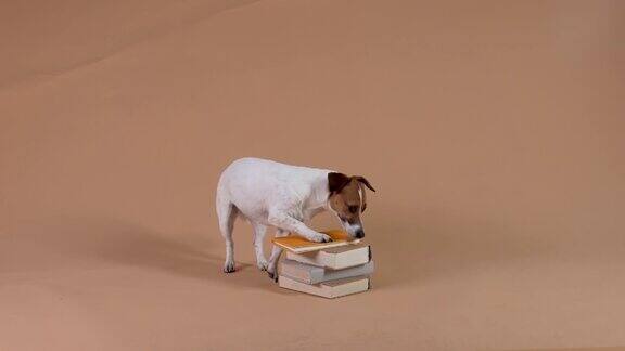 杰克·罗素在录音棚里棕色的背景狗走到一堆书前绕着书走一圈把前爪放在书堆上然后跳起来离开了缓慢的运动近距离
