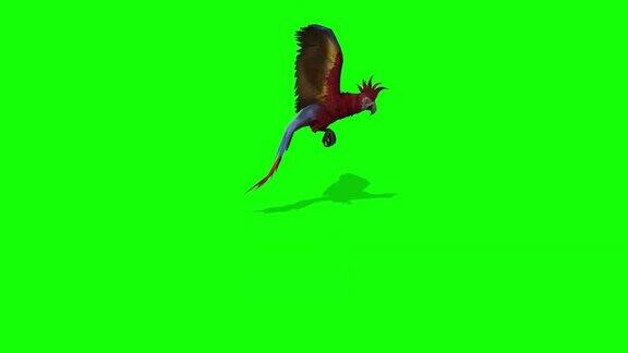 金刚鹦鹉在绿幕上飞翔