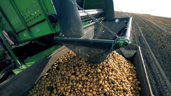 土豆从拖拉机的传送带上掉下来特写