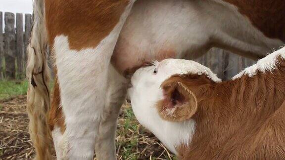 新生小牛吃小母牛乳房奶的视频