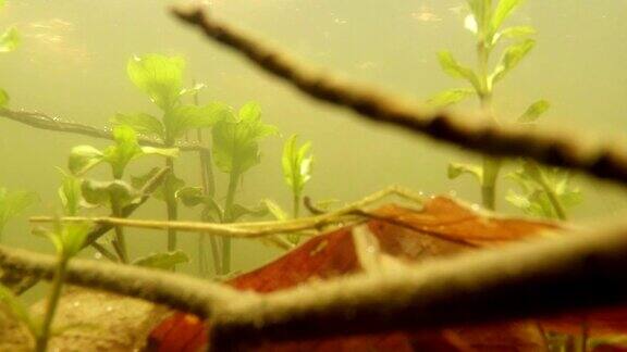 蝌蚪-幼蛙在小湿地山上的湖泊特写在一池泉水去年的叶子树枝绿色的芽植物