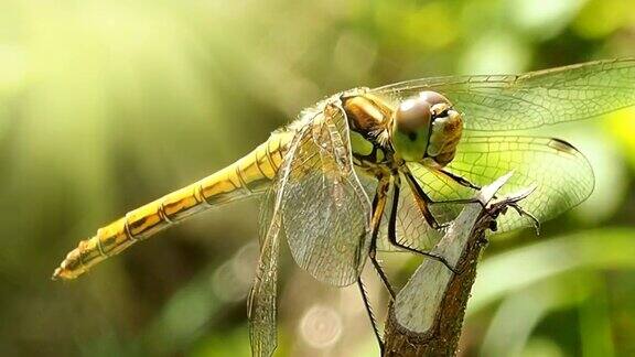 蜻蜓的样子微距摄影