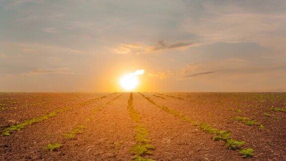 夕阳下的马铃薯田乡村农业时光流逝的景象