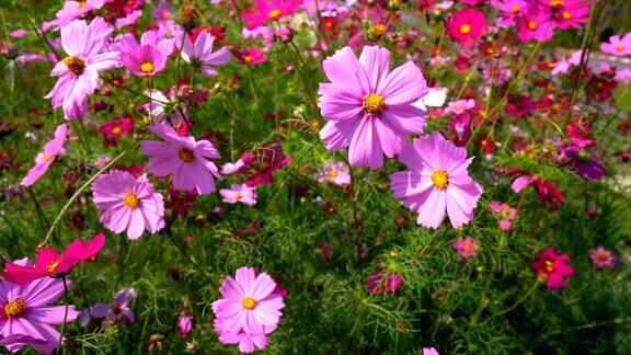 白天田野花园中美丽的宇宙花粉红色和红色的花朵显示出清新的自然季节盛开的花瓣美丽多彩的宇宙树在春天的季节