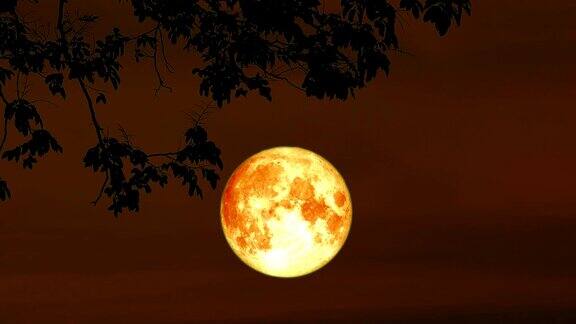 血收获月亮月亮回到乌云上剪影干燥的树和夜空