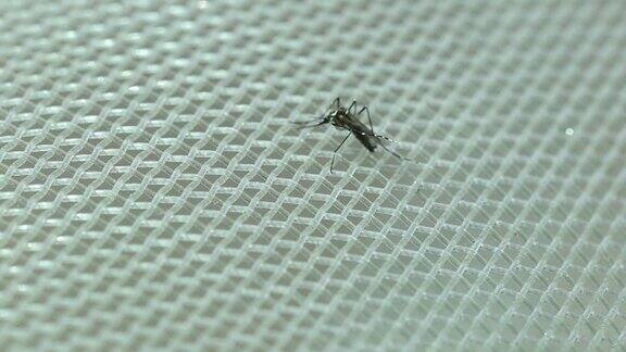 蚊子粘在蚊帐上