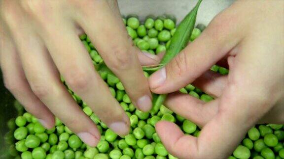 绿豌豆