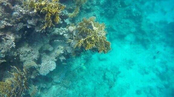 鱼在珊瑚礁的背景下游动