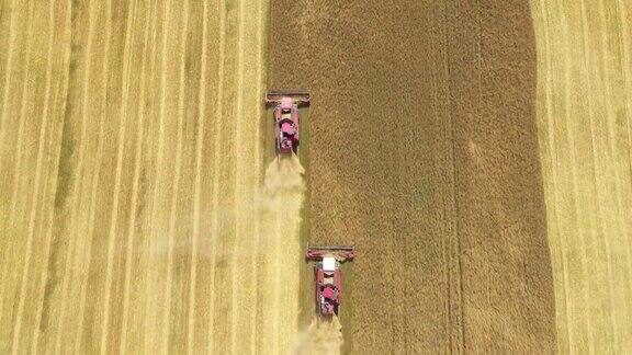 联合收割机收获成熟的小麦作物在农村田野鸟瞰图