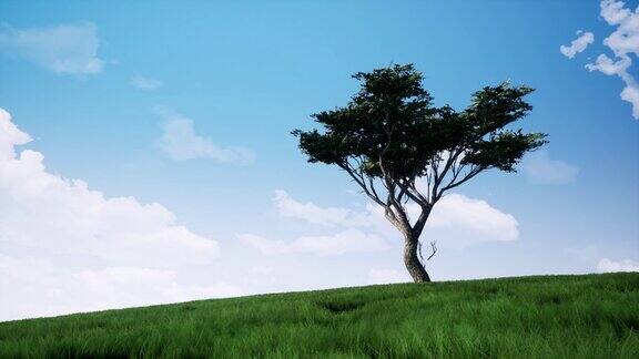 孤独的树在现场现实的镜头夏季景观草地风景动画蓝天与流动的云运动绿草如茵树枝随风摇曳微风吹动4k视频