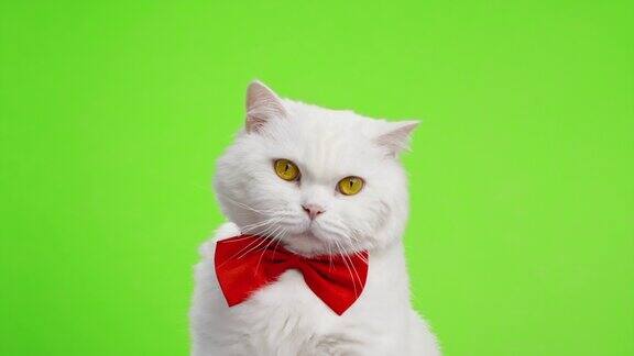 可爱的肖像白色毛茸茸的猫在红色领结在绿色色的背景4k工作室镜头豪华的与世隔绝的家猫
