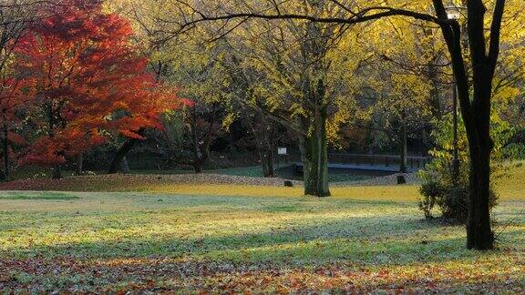 公园的秋叶