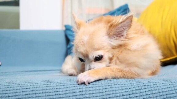 困累无聊可爱的棕色吉娃娃狗放松在沙发上的家客厅