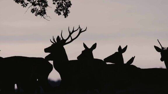 原野上的一群伊比利亚鹿