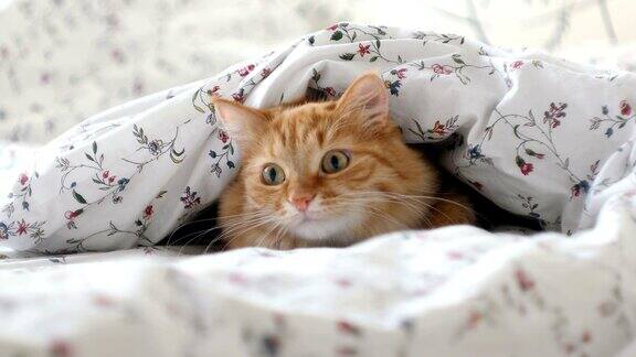 可爱的姜黄色的猫躺在床上毛茸茸的宠物躲在毯子下面好奇地看着床单下面移动的东西舒适的家庭背景与有趣的宠物