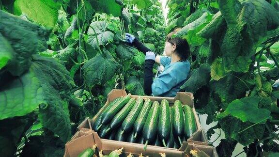 农业务农粮食生产理念一名妇女在温室里收集黄瓜