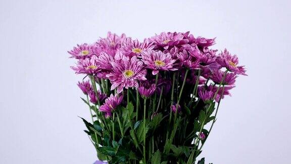 花花束旋转上白色背景花组成由紫色菊花沙巴