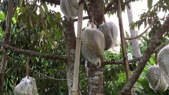热带森林的榴莲树上的果实