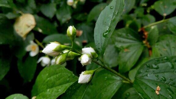 有白色花蕾的茉莉花的幼枝