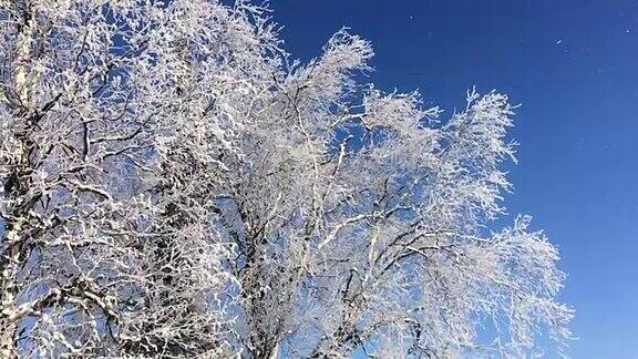 雪花从冰冻的桦树上缓缓飘落