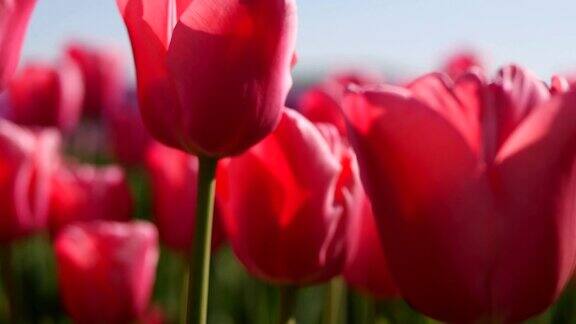 美丽的红色郁金香在蓝天的映衬下绽放